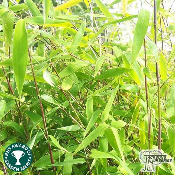 Buy Fargesia murielae  online from Jacksons Nurseries
